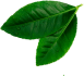 leave__0002_Layer-4.png leave__0002_Layer-4.png